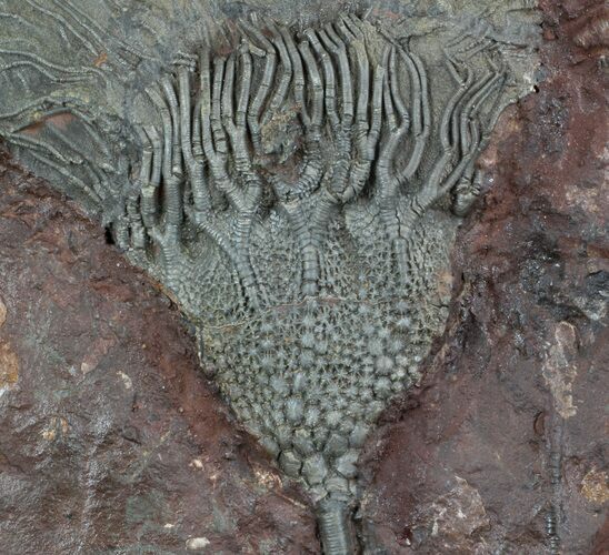 Moroccan Crinoid (Scyphocrinites) Fossil #36328